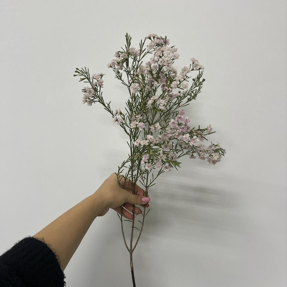 Хамелациум 🌸