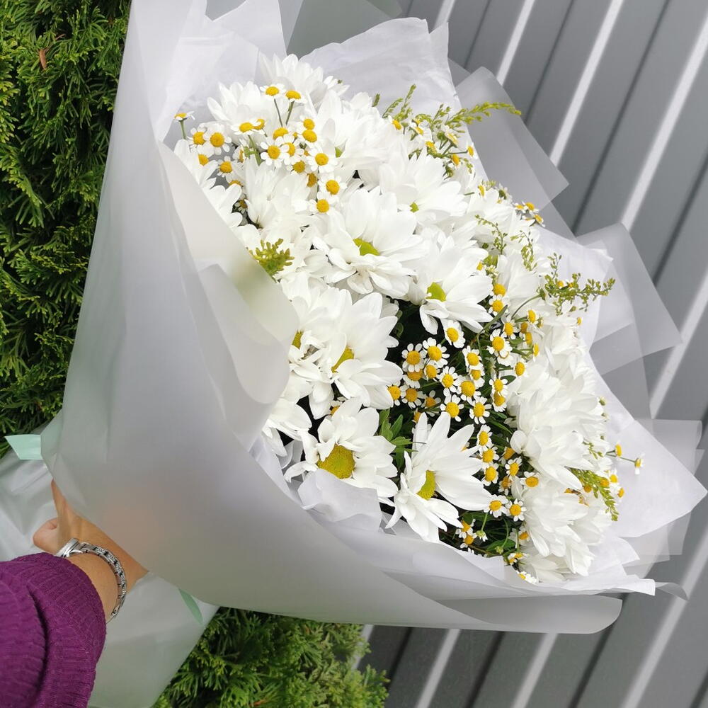 Хризантема, матрикария🌼