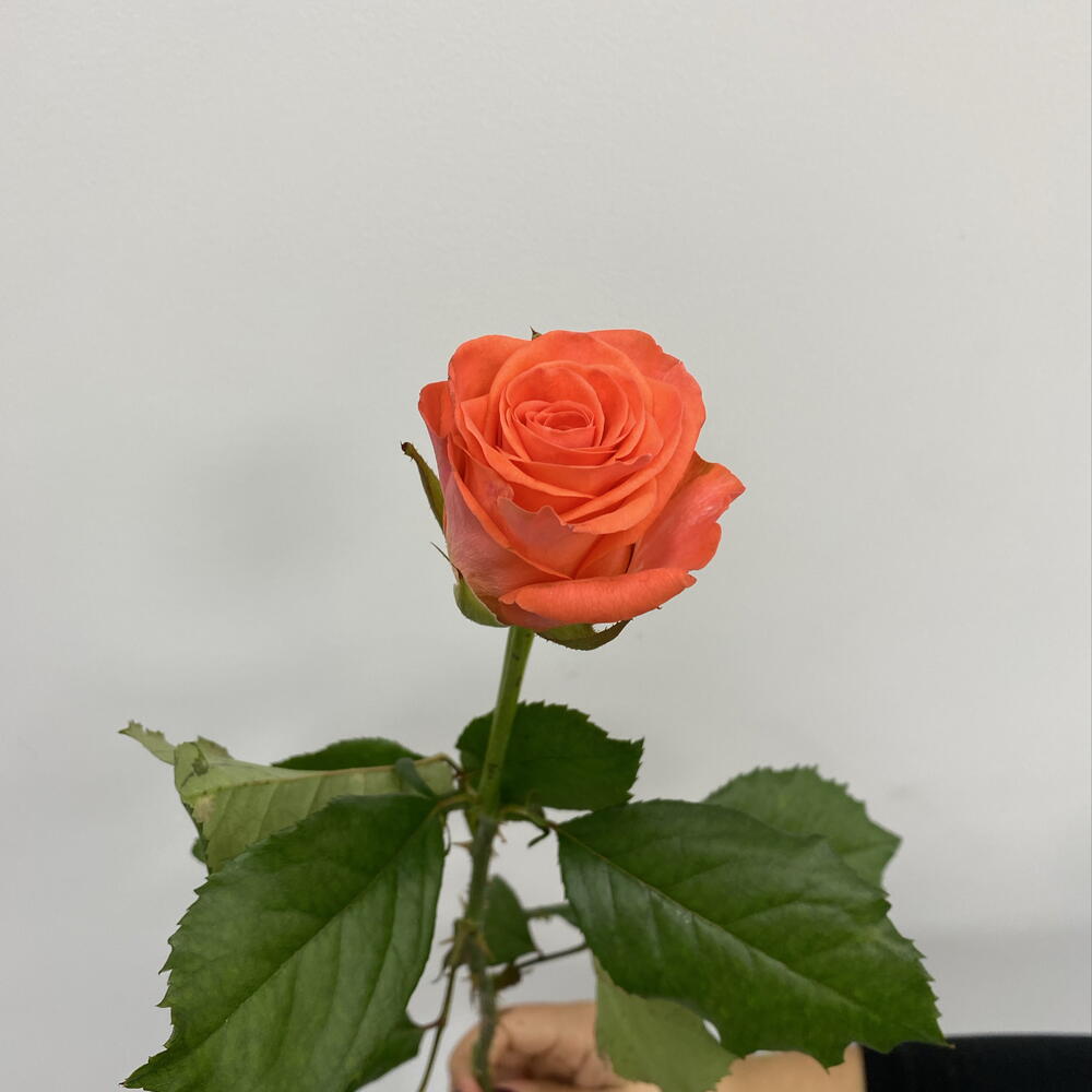 Коралловая Роза Вау