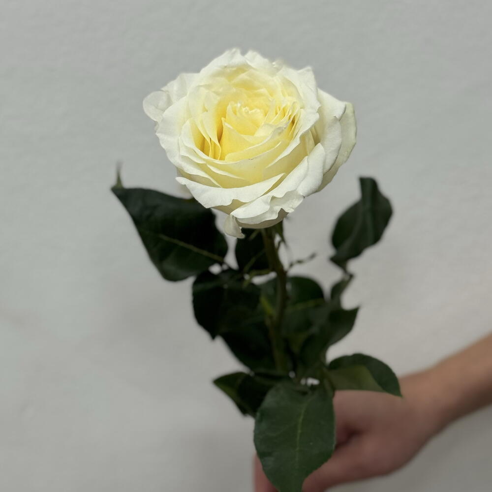 Роза белая
