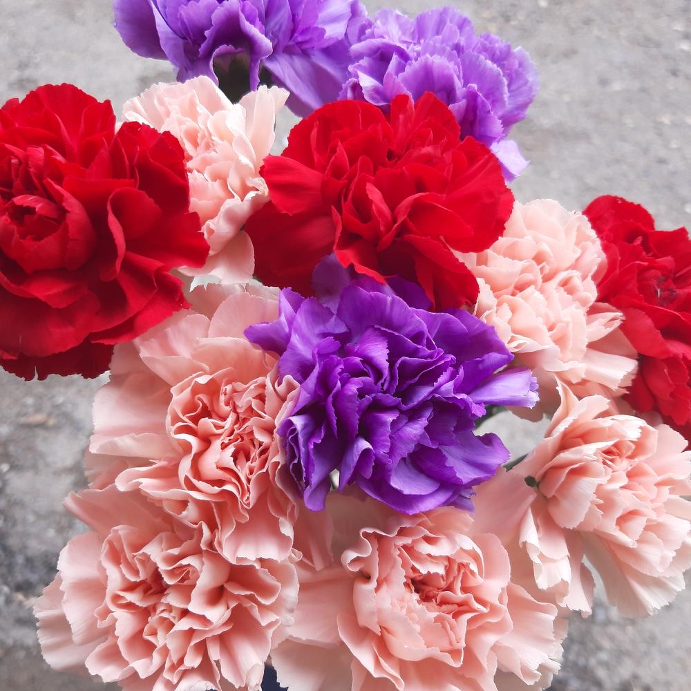 Dianthus colored