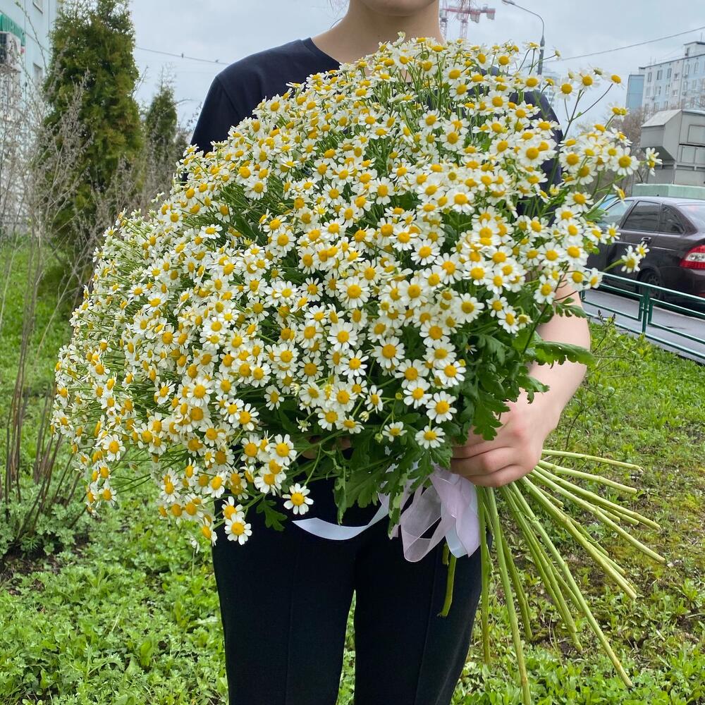 Ромашковый рай