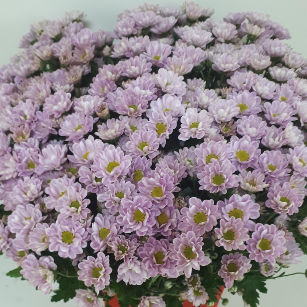 Букет из сантини
