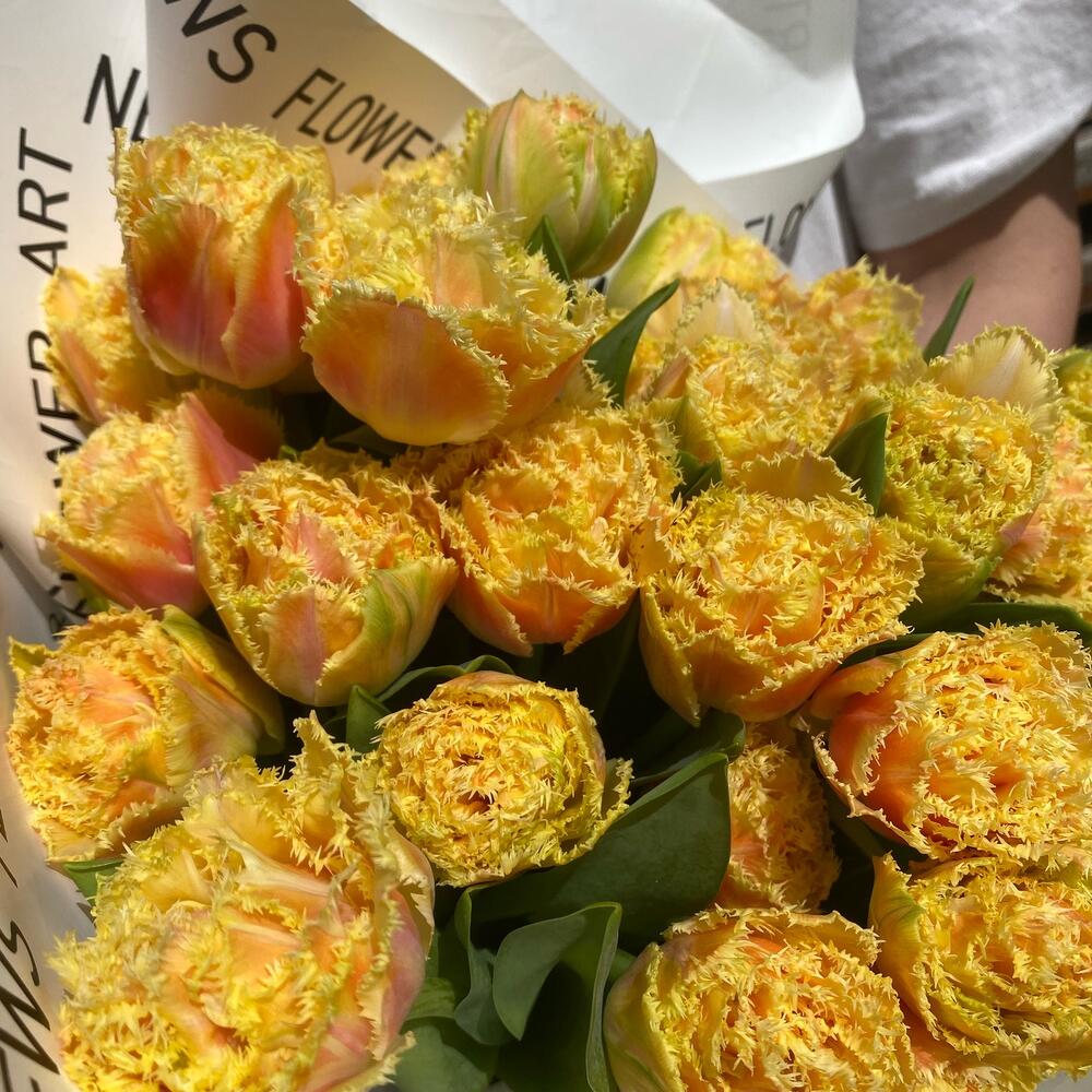 Tulip Super Double