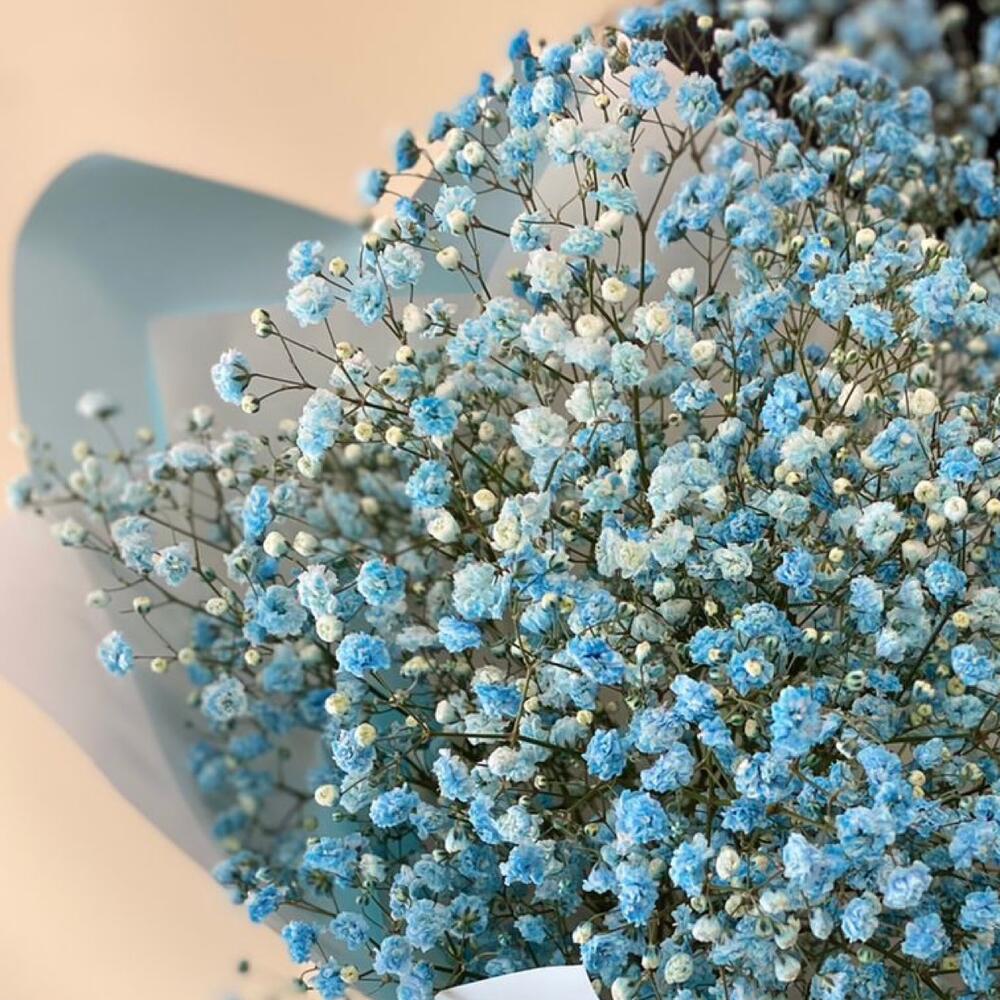 Gypsophila azul en paquete