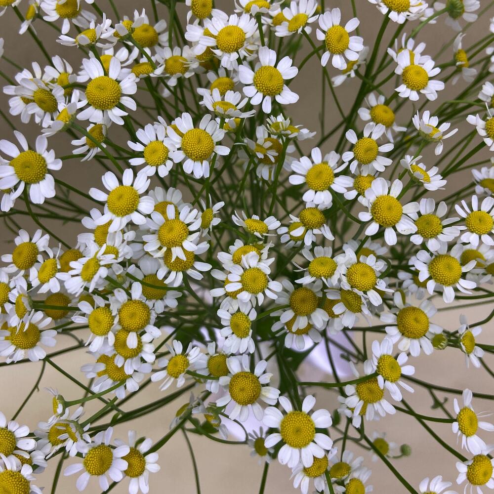 Thanacetum chamomile