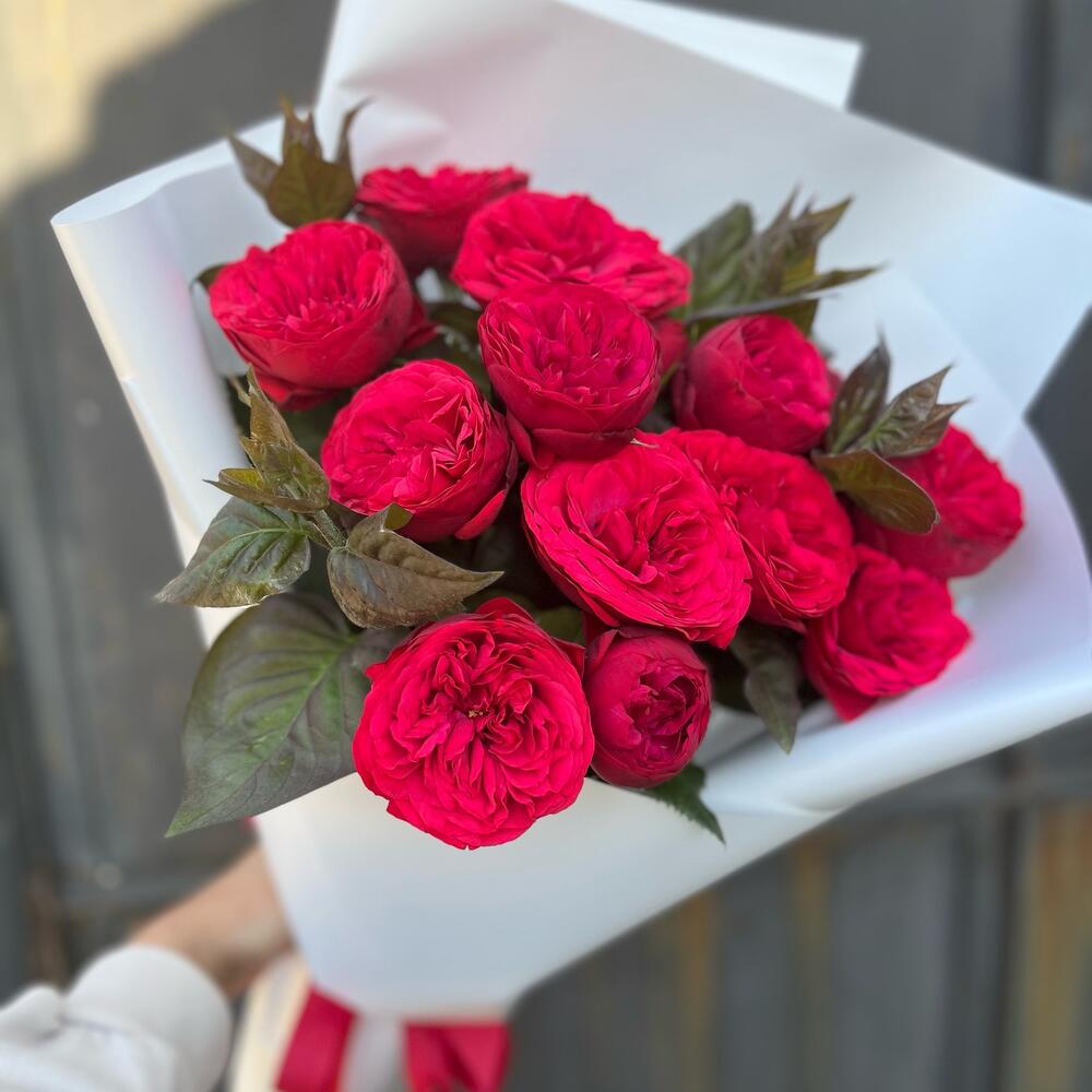 Красные пионовидные розы