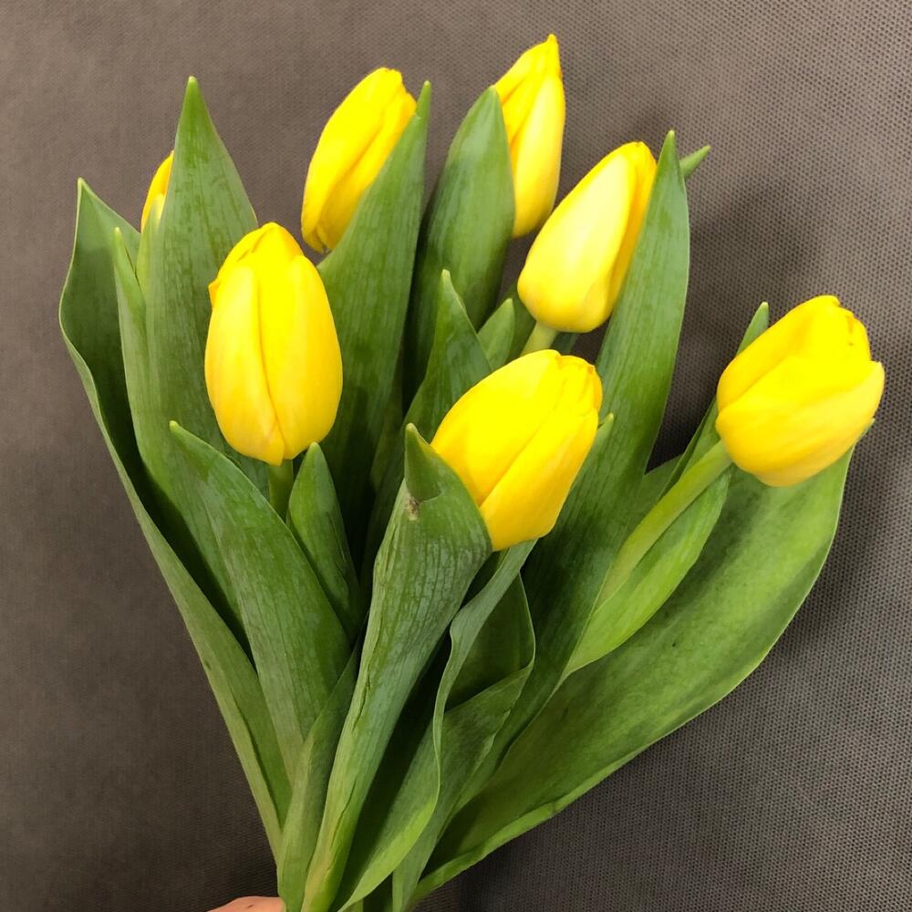 Тюльпан 💛