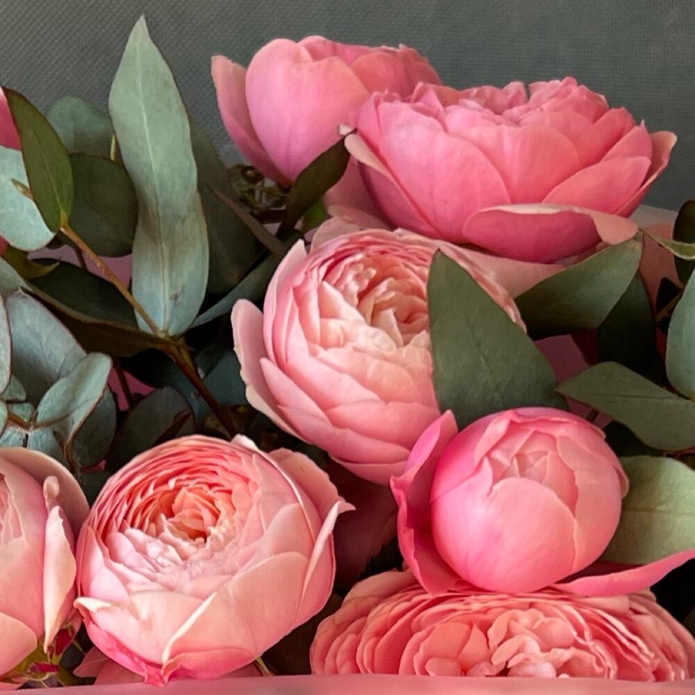 Peony-shaped crimson roses and eucalyptus