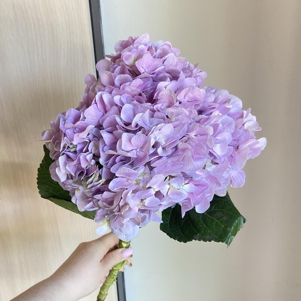 Лавандовая гортензия 💜  (гортензии)