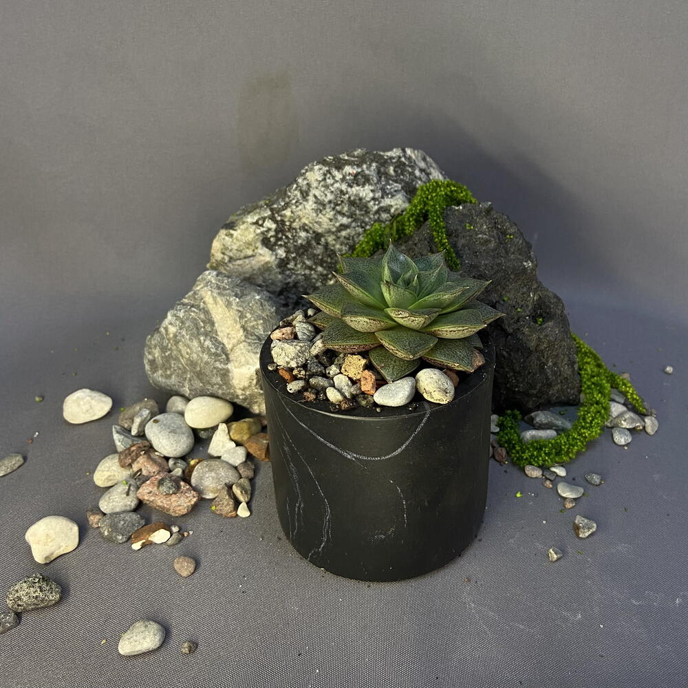 Эхеверия Пурпузорум / Echeveria purpusorum