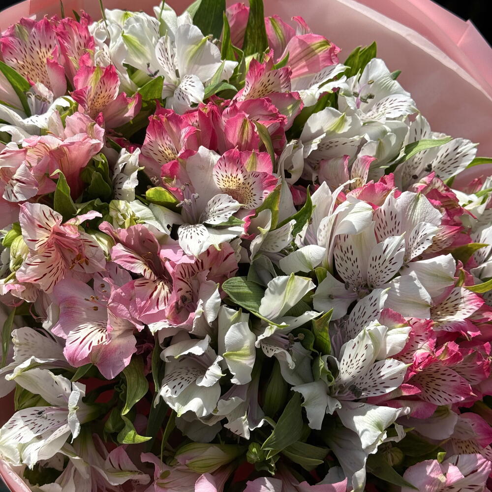 Pink   White