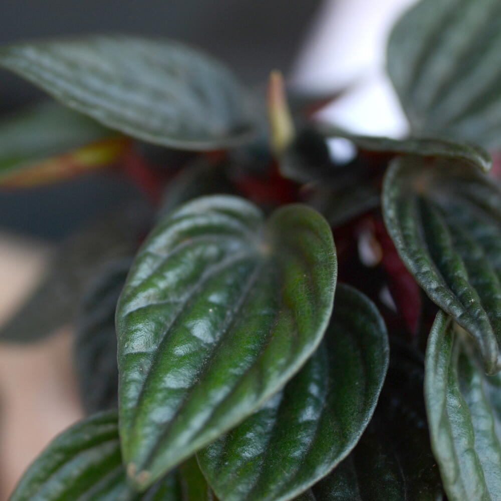 Пеперомия каперата (Peperomia caperata),  пеперомия сморщенная