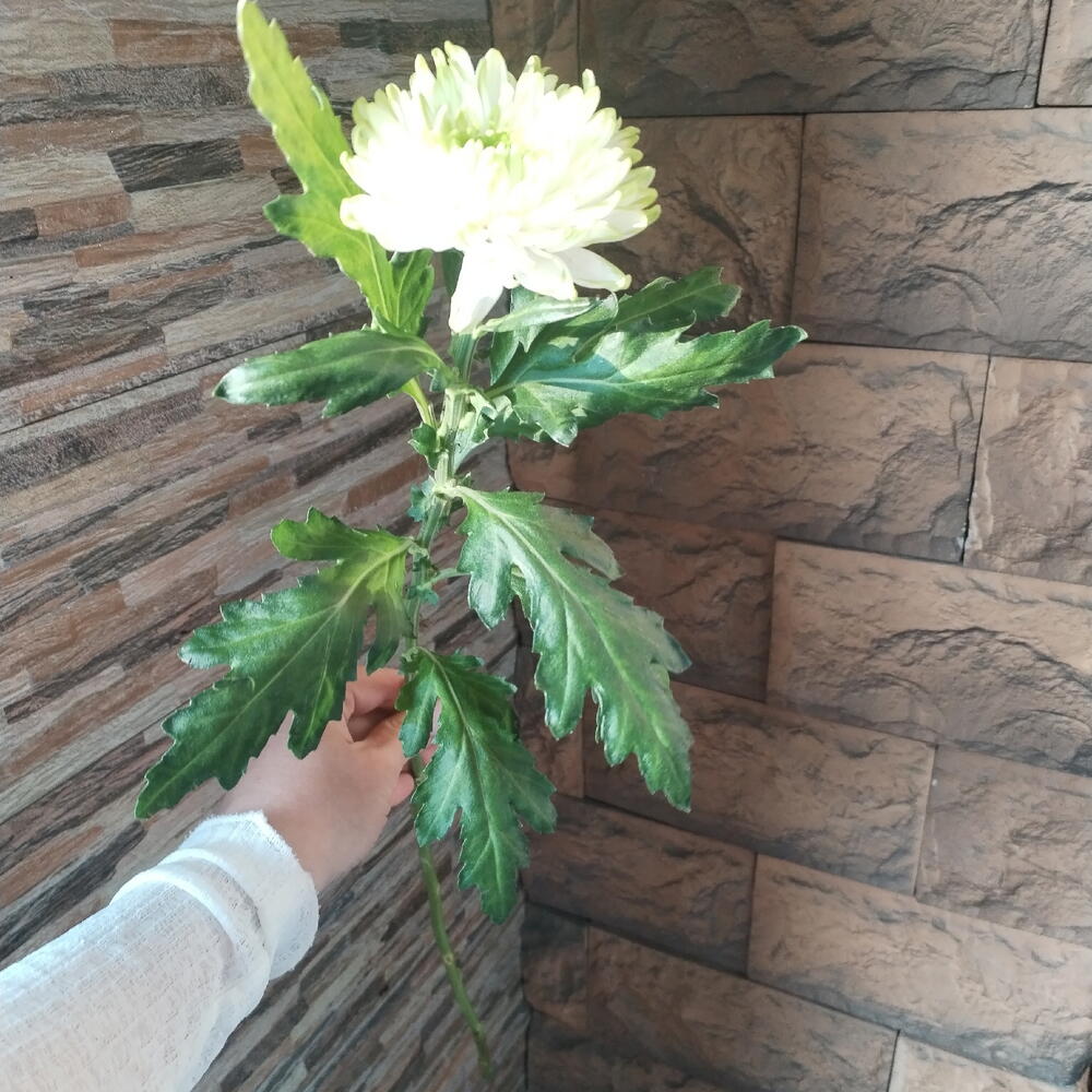Хризантема Зембла