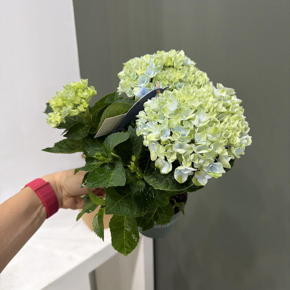 Hydrangea Гортензия крупнолистная с Днём знаний первокласснику