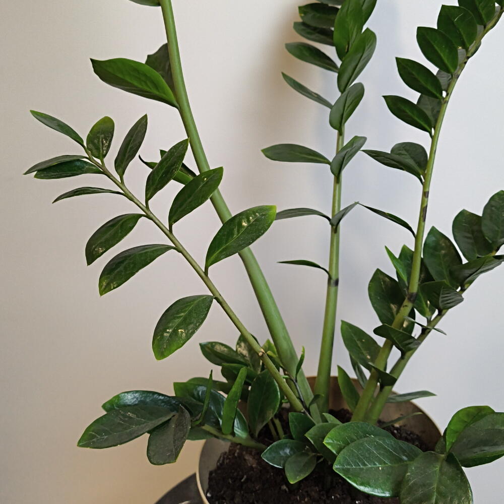 Замиокулькас 🌱