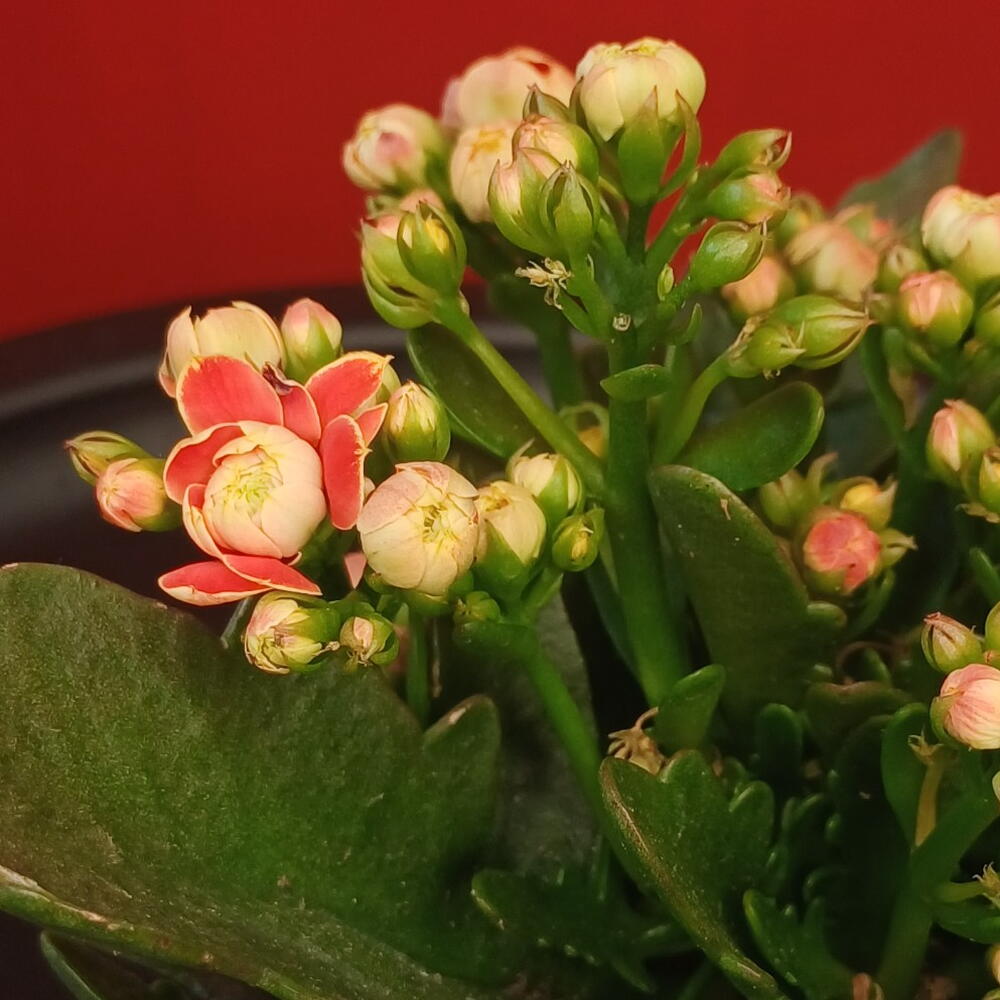 Каланхоэ горшечное