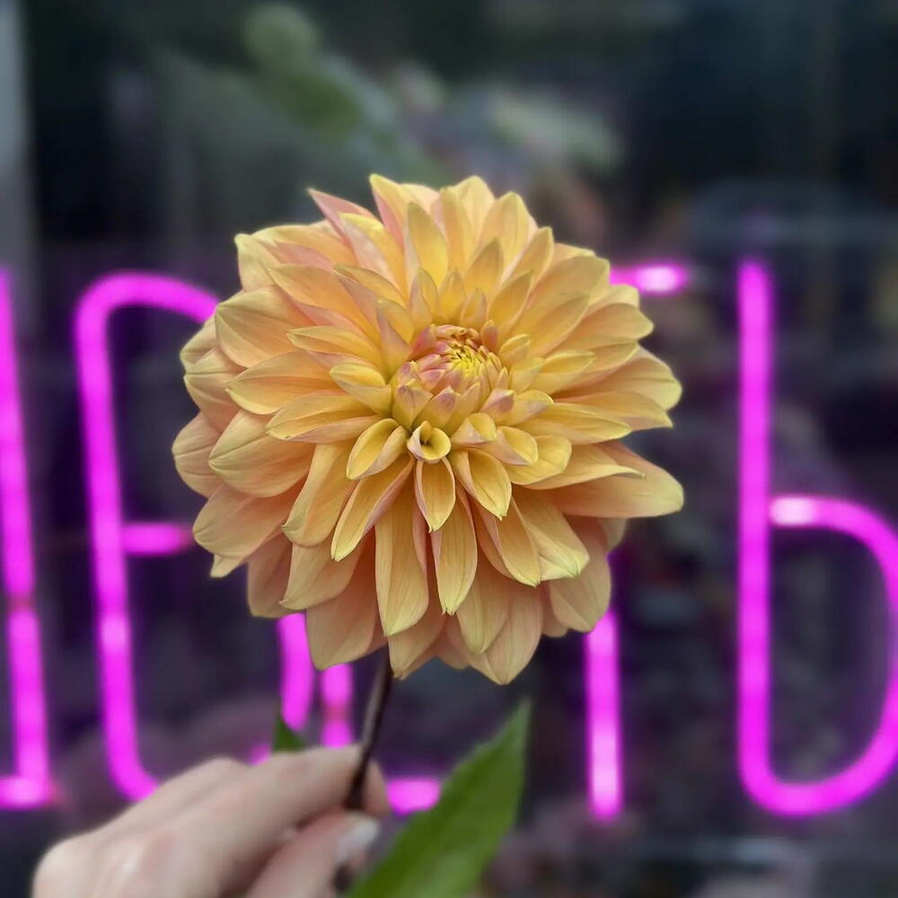 Георгин осенний