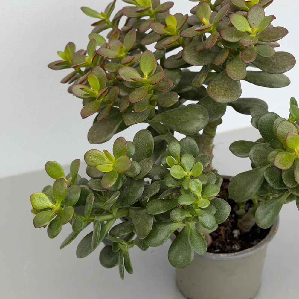 КРАССУЛА (CRASSULA) OVATA MINOR