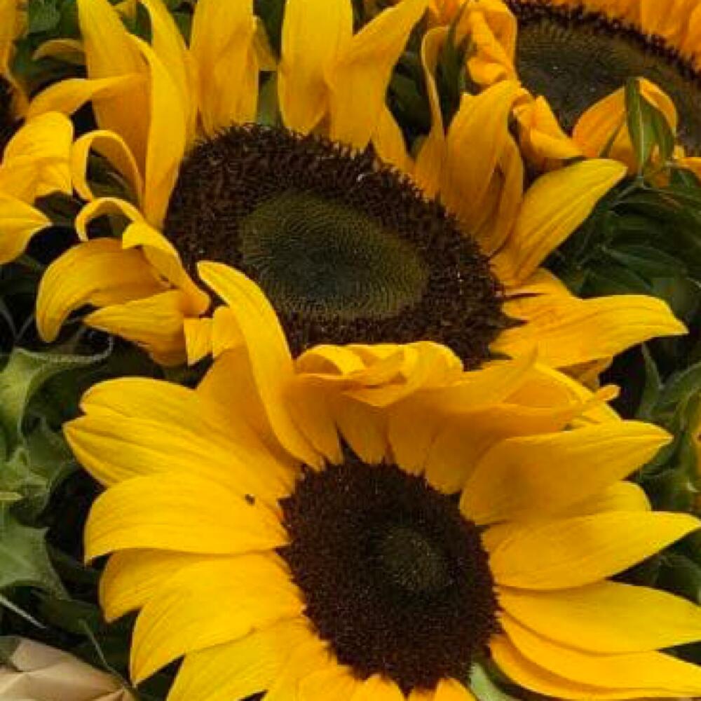 🍀Girasoles 🌻 😍