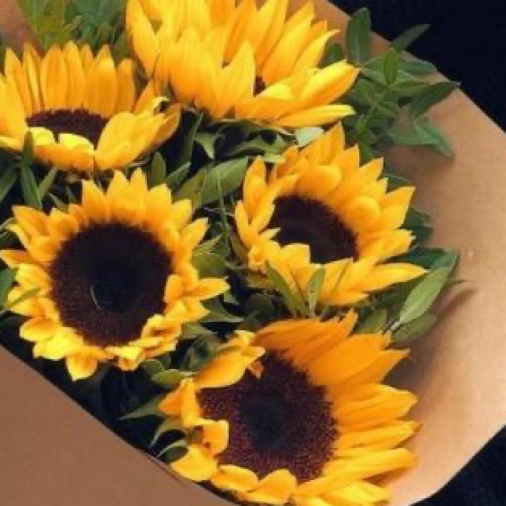 🍀Girasoles 🌻 😍