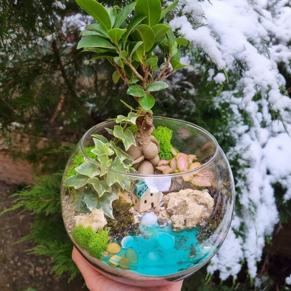 Флорариум с бонсаем Фикусом в шаре М, Live Plants Saint Petersburg, buy ...