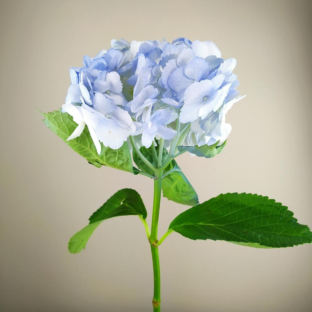 Hydrangea