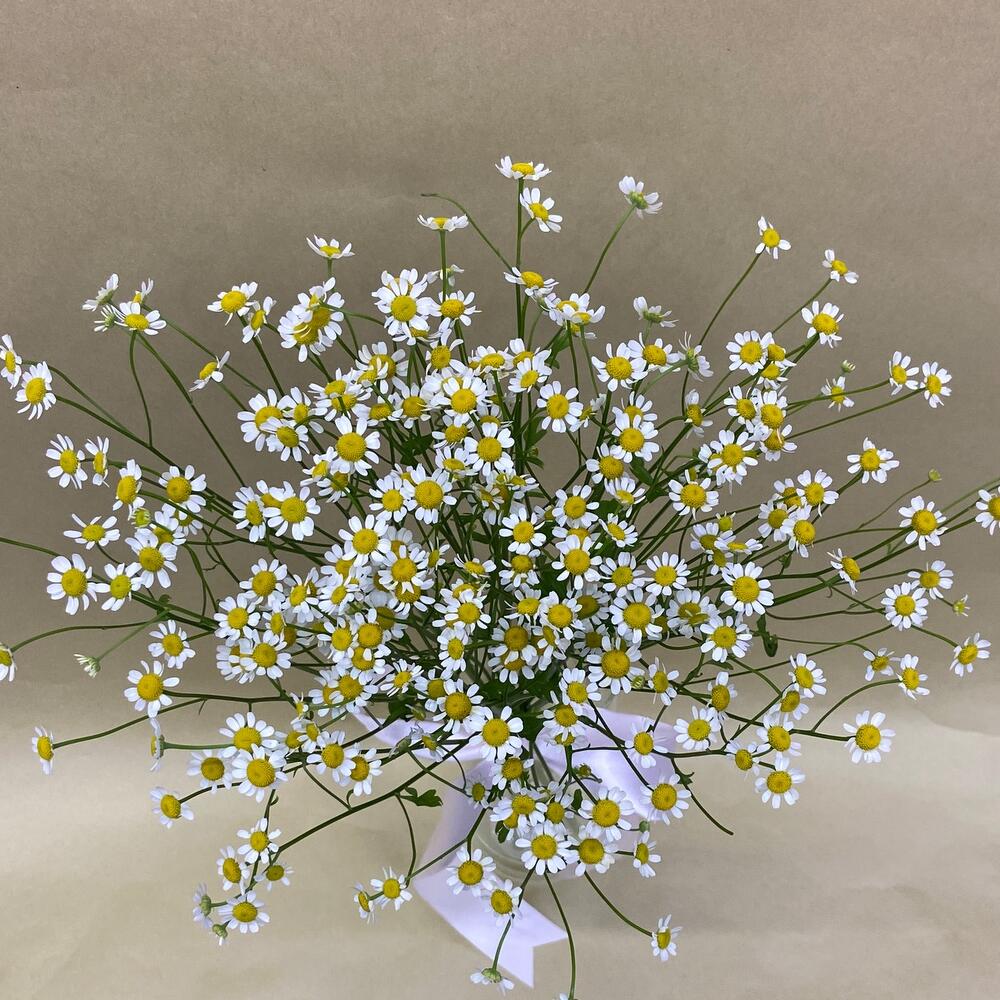 Thanacetum chamomile