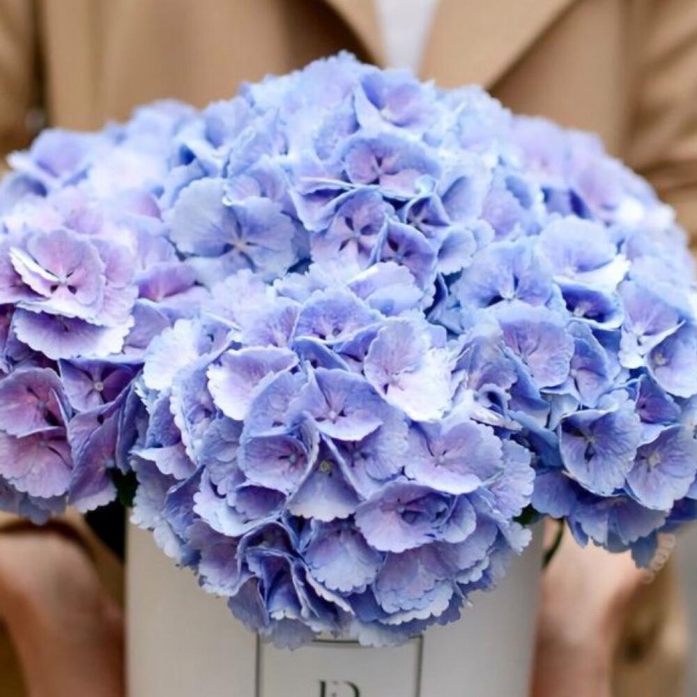 Цветы в коробке гортензии💙