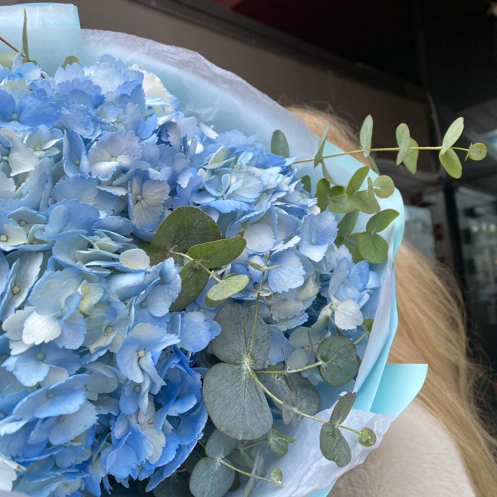Голубые  гортензии 💙