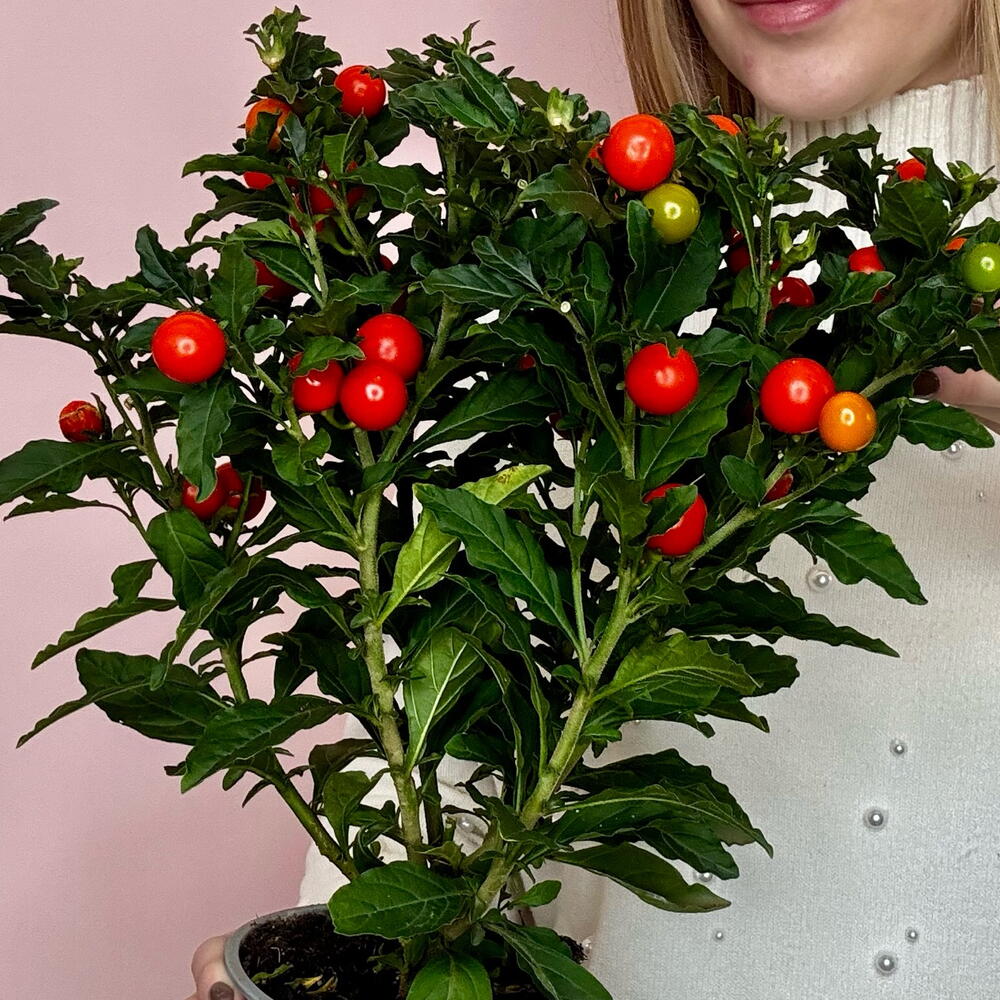 Солянум