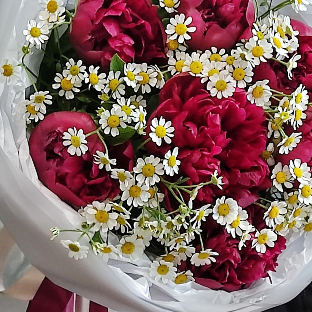 Пионы бордовые с ромашкой ХИТ