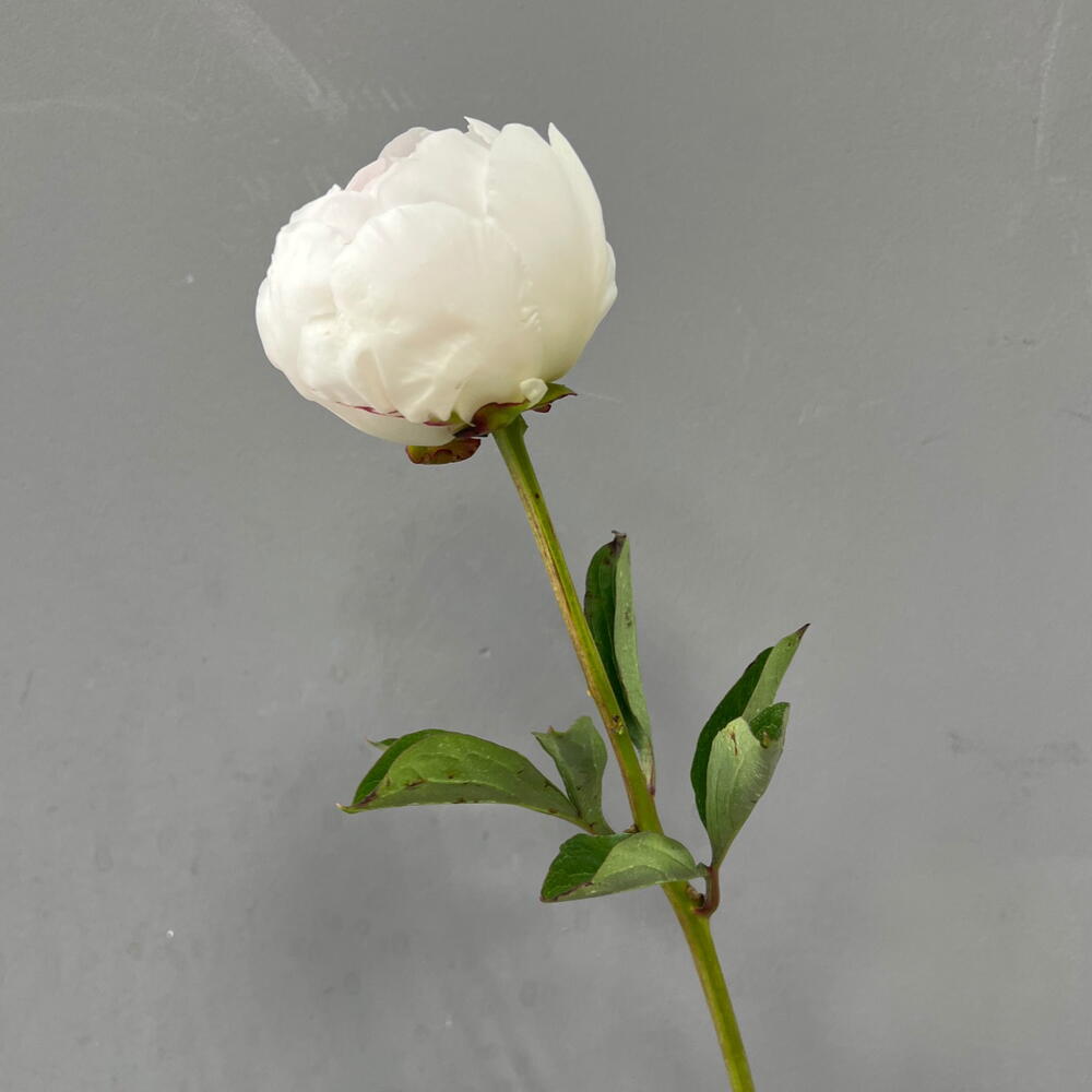 Пион бело-розовый (0006) peony