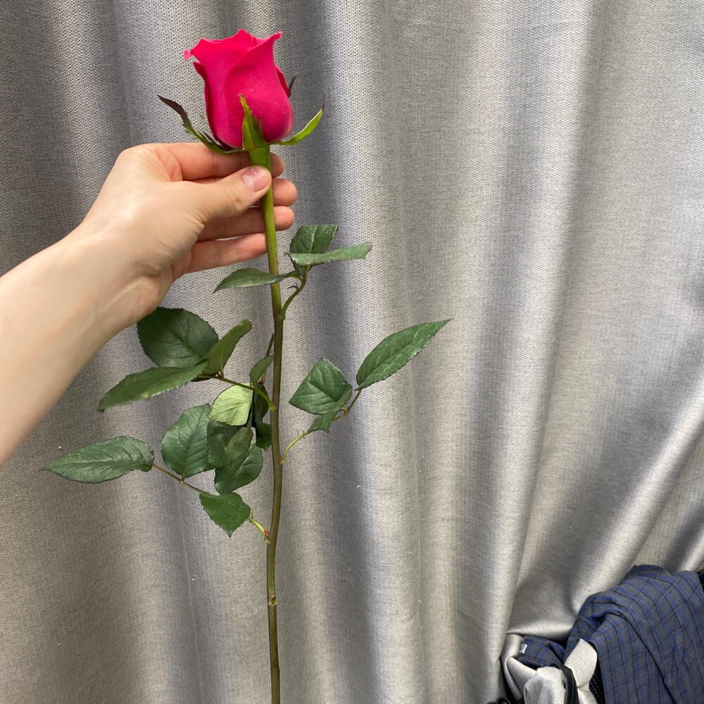 Роза эквадор 60 см ️🎀 яркая фуксия