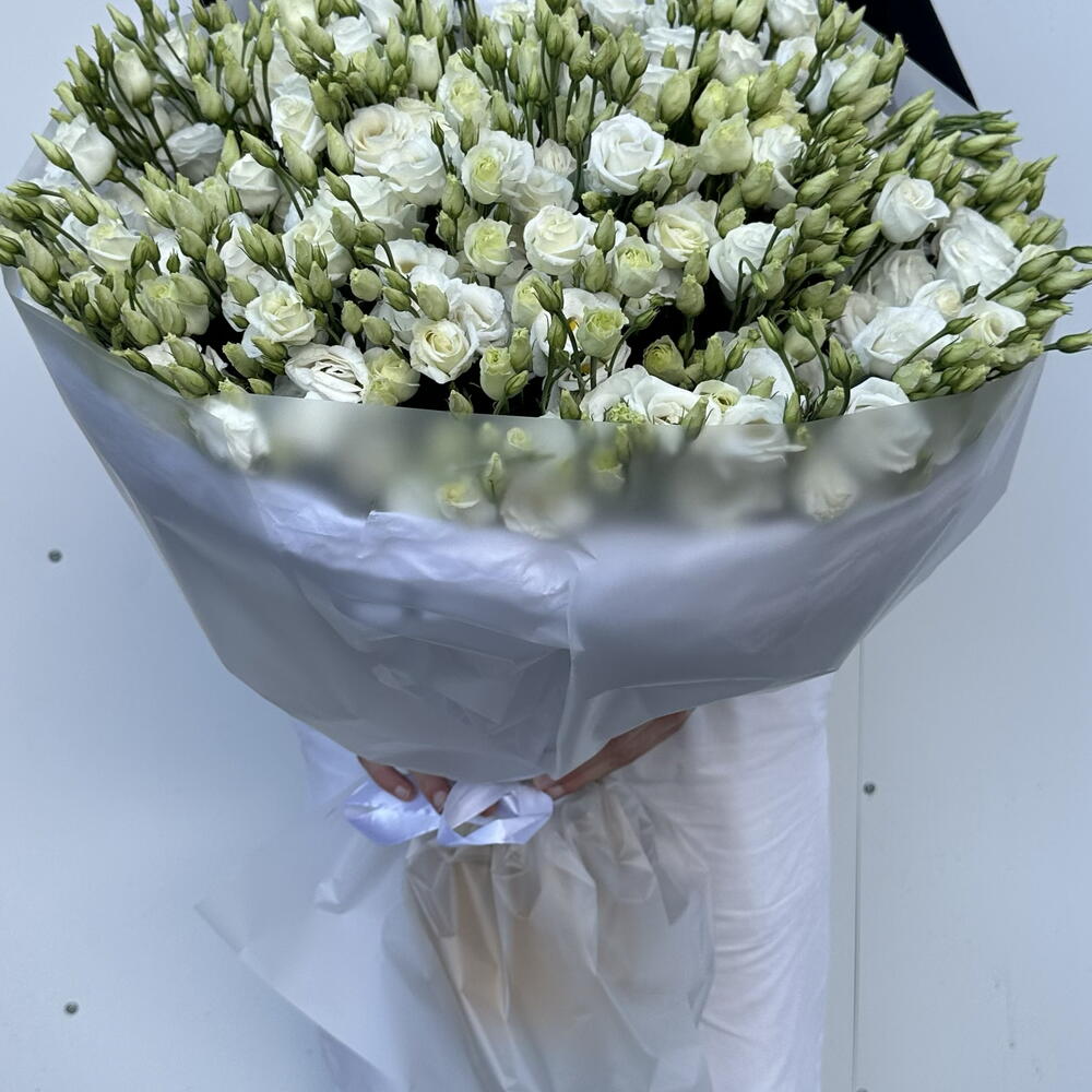 41 ГОЛЛАНДСКАЯ ЭУСТОМА