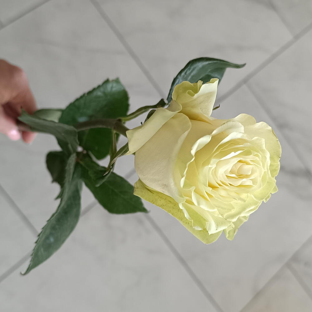Роза Мондиаль