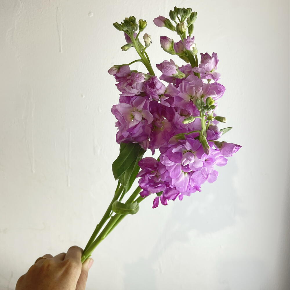 Метеолла фиолетовая 💜