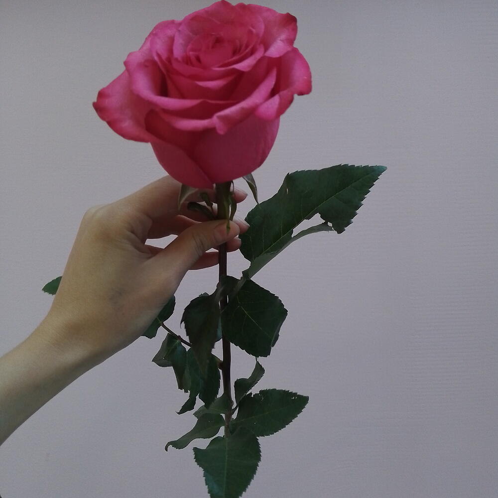 Роза Lola