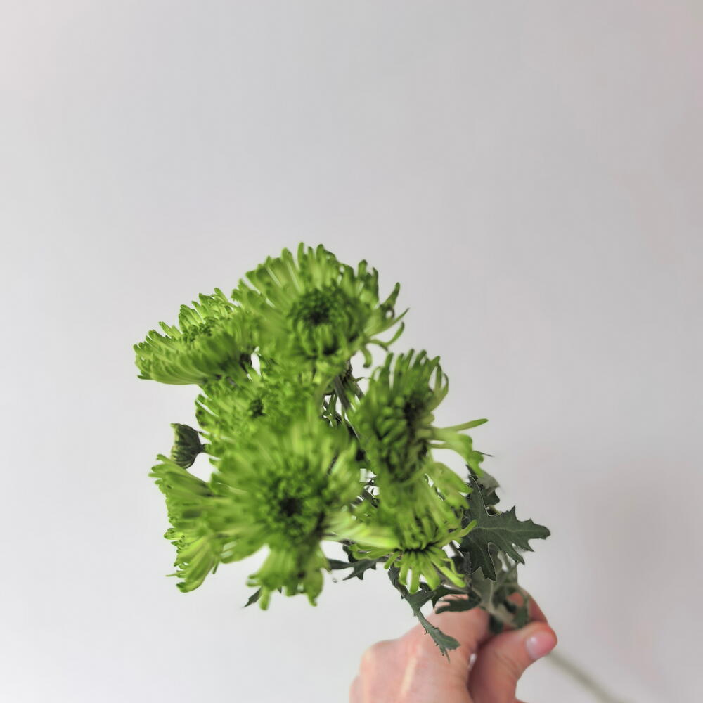 Хоизартема зелёная кустовая