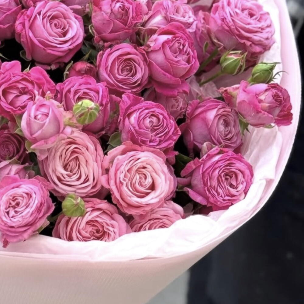 Pink Roses