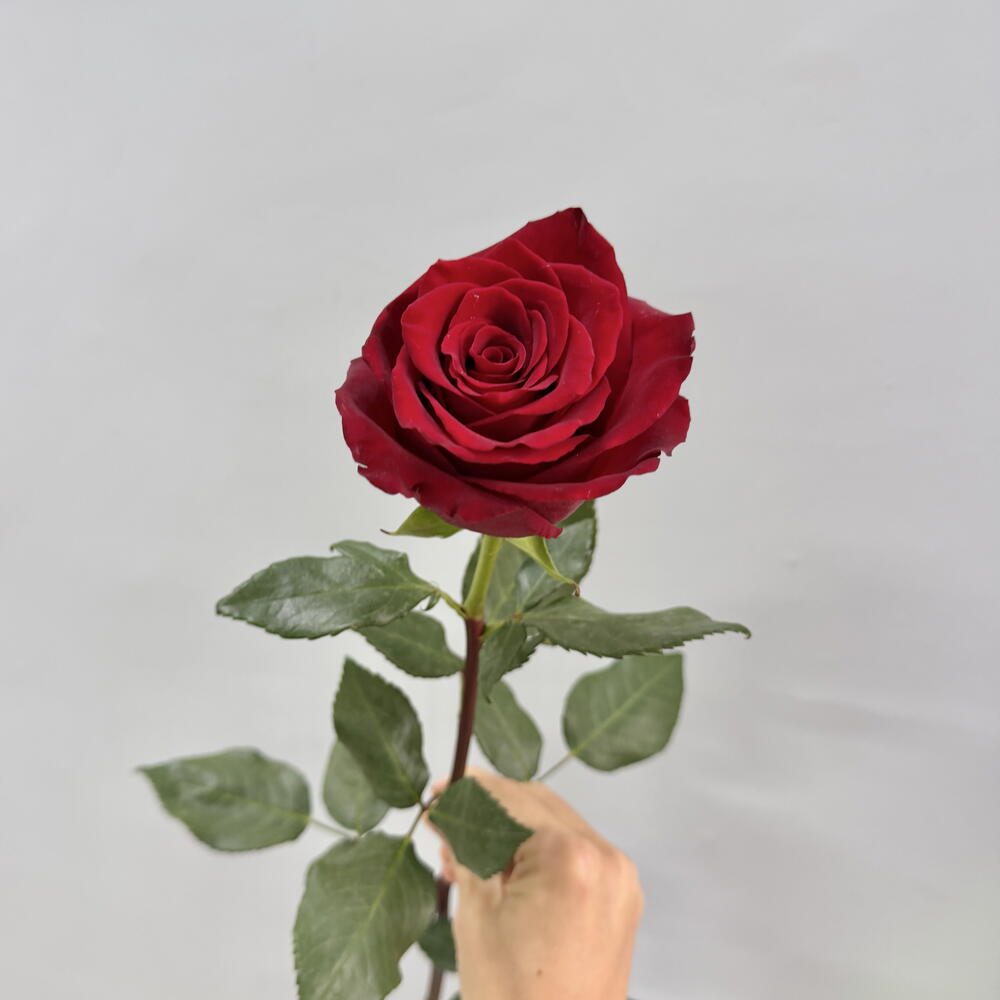 Роза красная