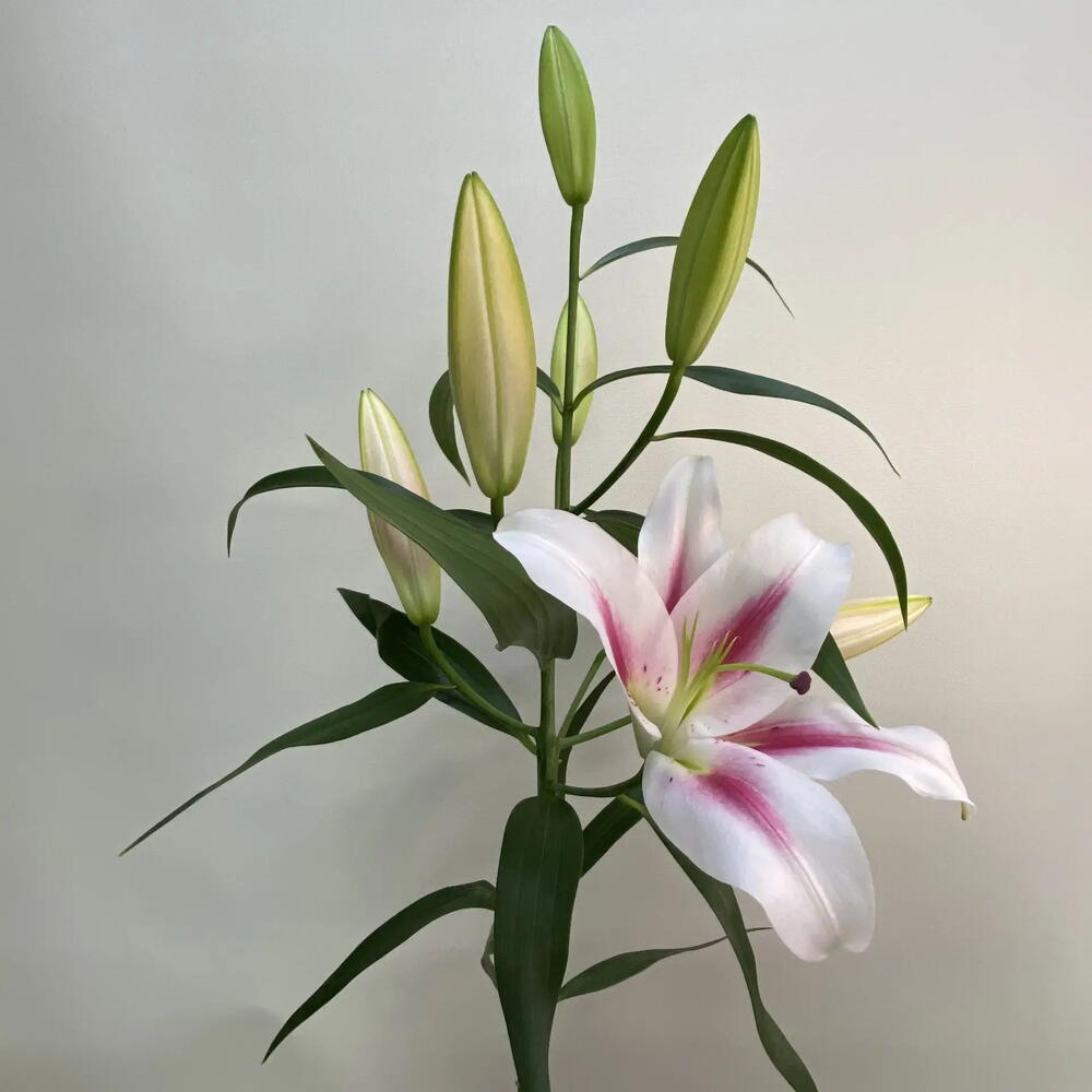 Лилия Флора / Flora