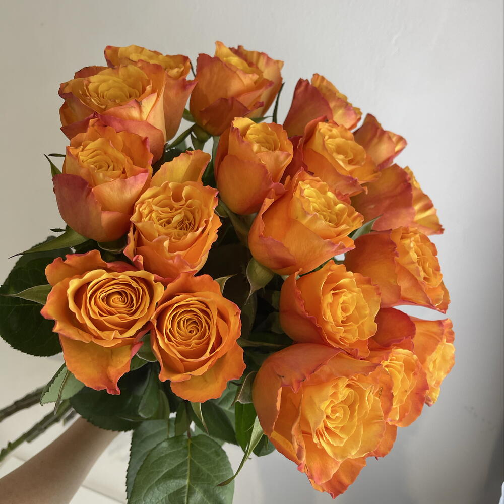 Розы рыжие 🧡19