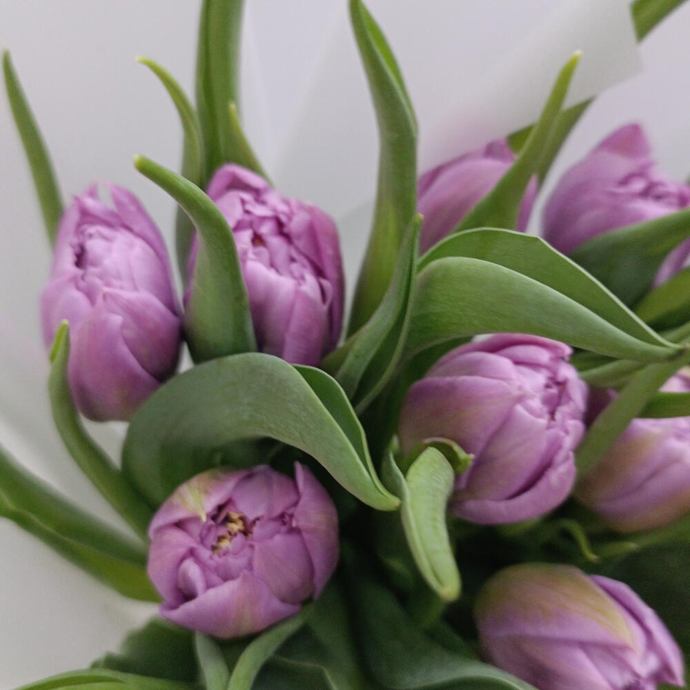 🌷Тюльпаны