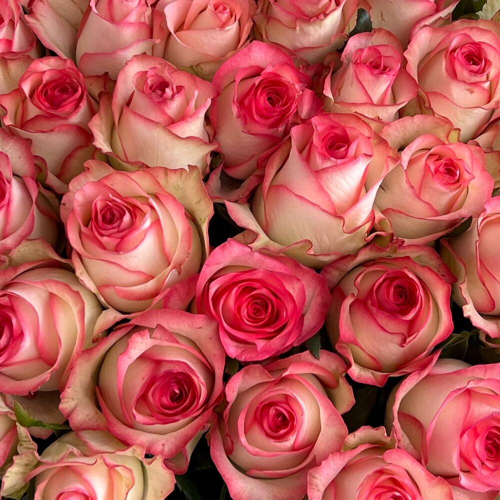 Роза   Джумилия🌸