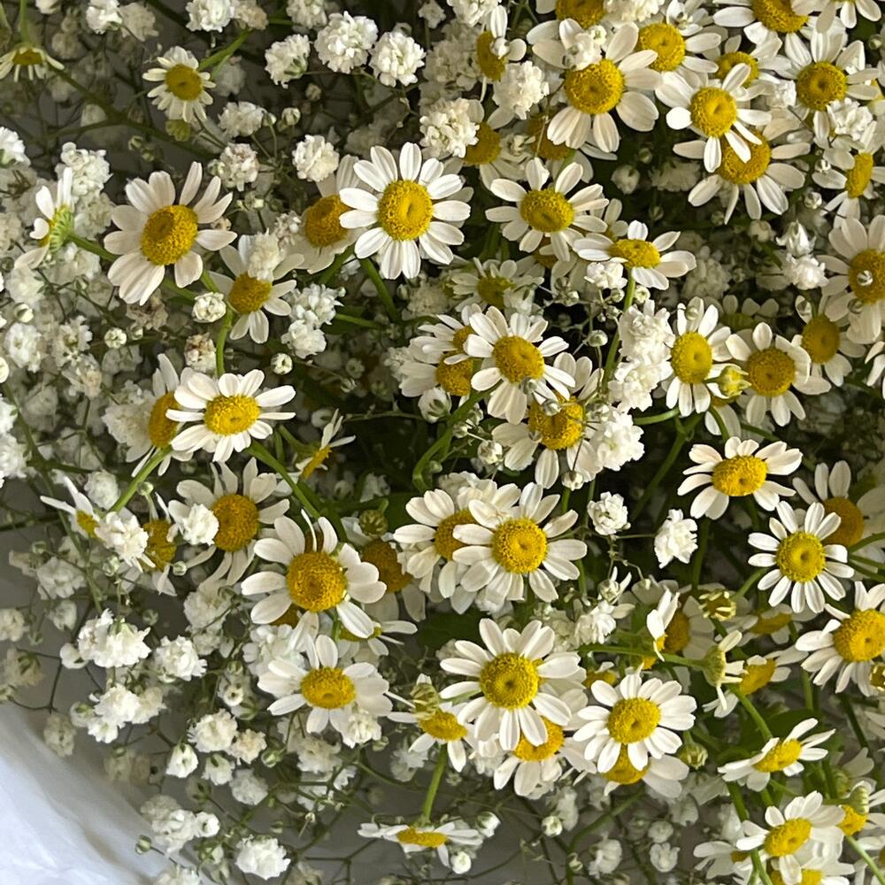 Пышный летний букет Ромашки