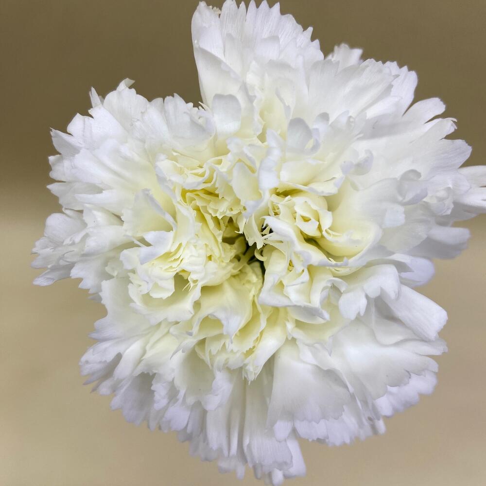White dianthus