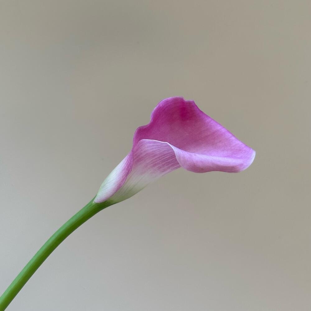 Калла