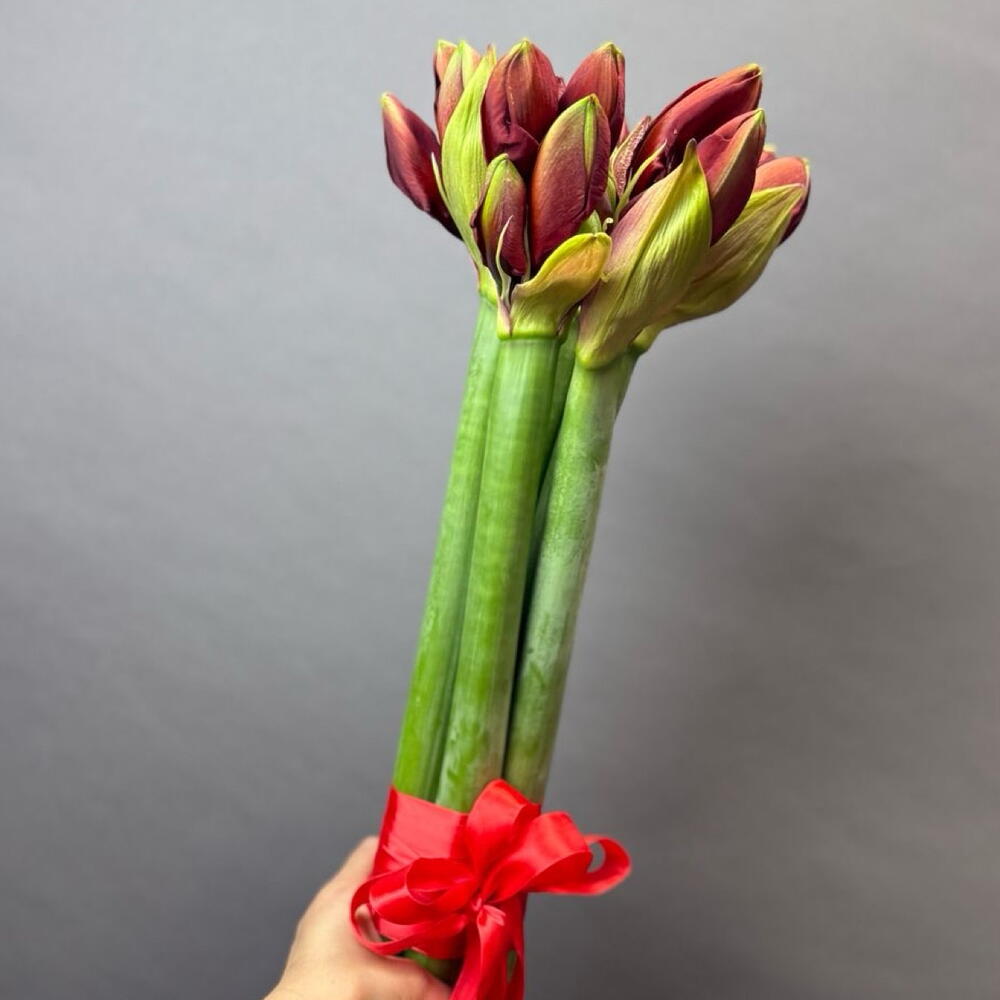 Красные амариллисы
