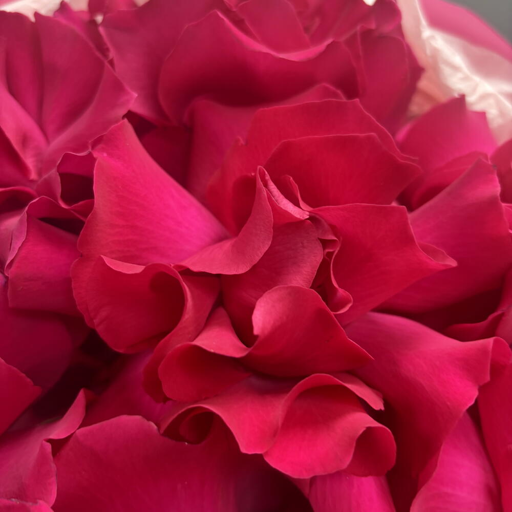 Розы💕